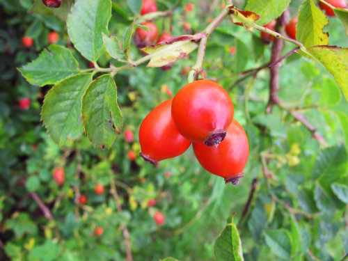 Rose Hips which can be infused in hot water for drinking